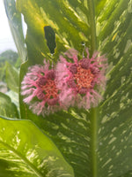 Load image into Gallery viewer, Flower Puff Aura
