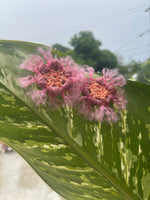 Load image into Gallery viewer, Flower Puff Aura
